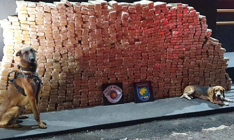 Canil do BAEP apreende quase 900 kg de maconha em carga de farelo de milho