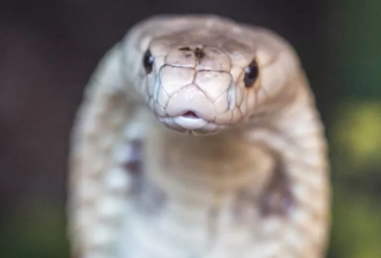 Naja que picou estudante de veterinária está em quarentena no Zoo de Brasília