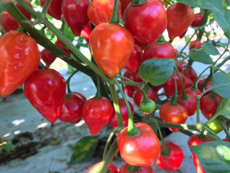 Nova variedade de pimenta é criada em universidade da região de Ribeirão