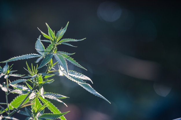 Governo quer regular o plantio de Cannabis