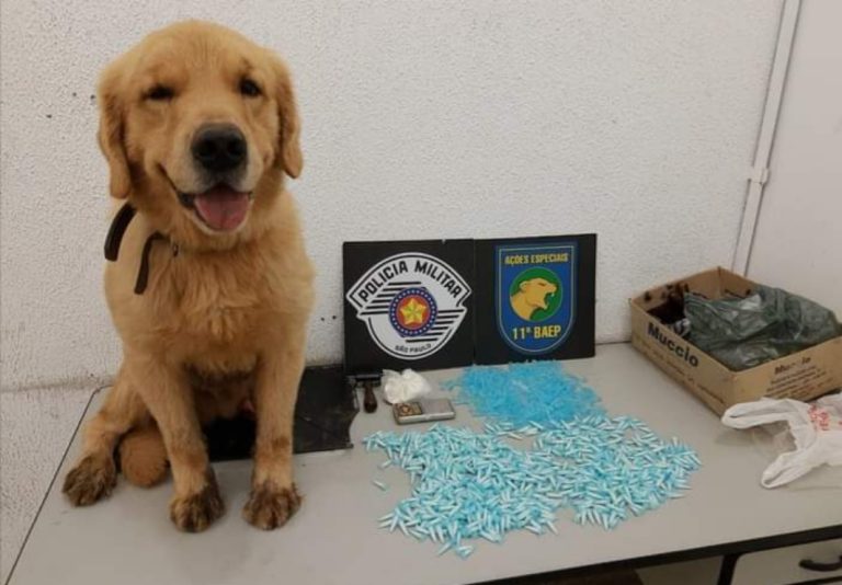 Canil da BAEP encontra drogas em barraco de comunidade