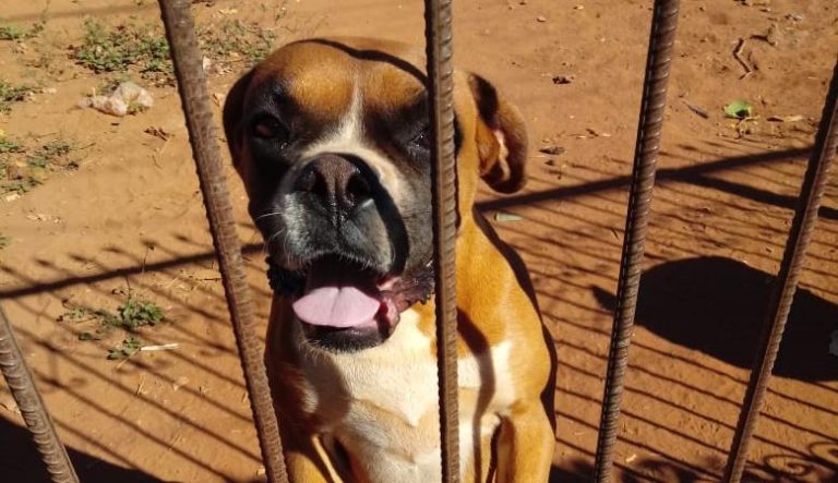 Vídeo | Cadela da raça boxer é furtada de dentro da residência de seu dono em Barretos