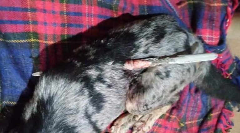 Cachorro morre ao ser atingido por flecha durante passeio em Jurupema