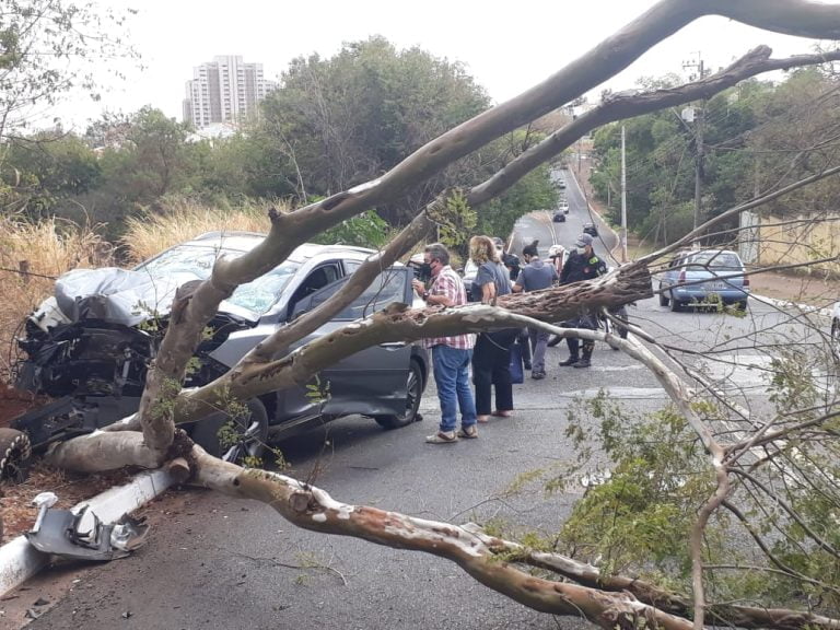 Carro derruba árvore e interdita avenida Independência, em Ribeirão