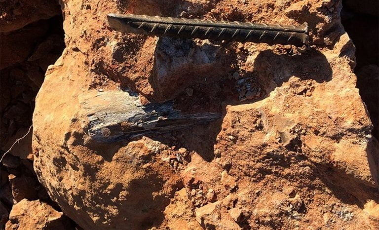 Família encontra fóssil de dinossauro em estrada da região