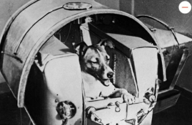 A história da cadelinha Laika que viajou na Sputnik II