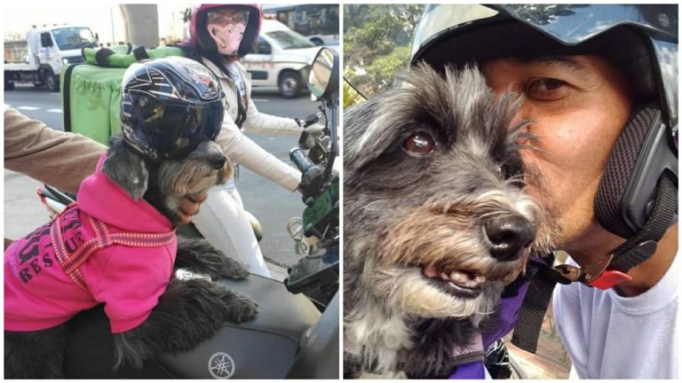 Cadelinha acompanha motoboy nas entregas e doa ração para cães de rua