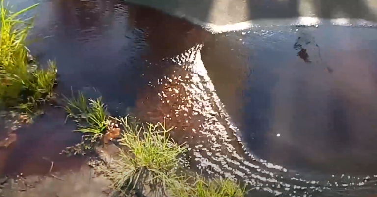 Moradores reclamam de vazamento no Parque das Andorinhas