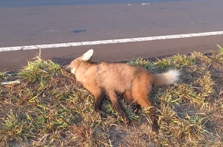 Um dia após o lançamento das novas notas de R$ 200, lobo-guará morre atropelado na rodovia Abrão Assed