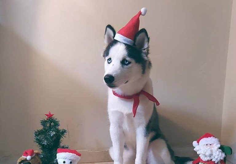 Husky Siberiano de um ano precisa de ajuda para cirurgia de catarata