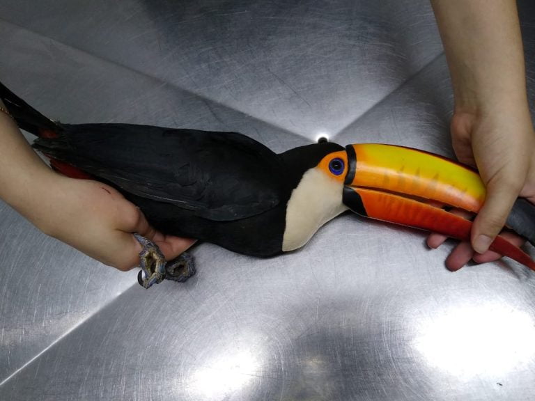 Bosque Fábio Barreto resgata animais prejudicados pelas queimadas em Ribeirão Preto