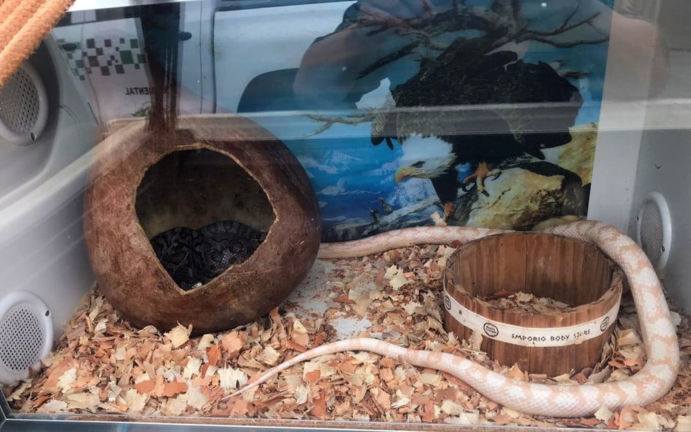 WhatsApp Image 2020-09-22 at 06.05.01