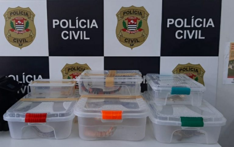 Polícia Civil detém estudante que mantinha cobras em casa