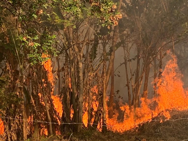 Parque Curupira registra segundo foco de incêndio em menos de uma semana
