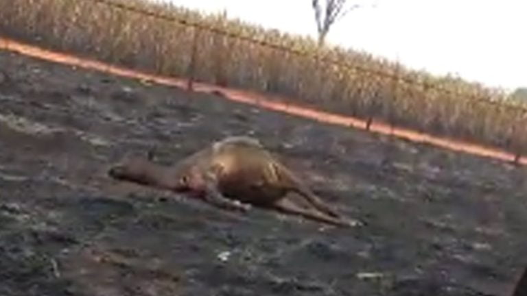 Incêndio mata 45 animais e deixa prejuízo de R$ 50 mil em fazenda da região