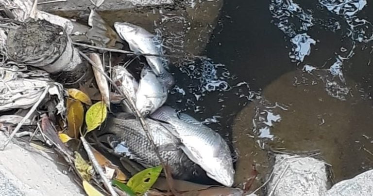 Peixes mortos no ribeirão Preto vieram de pesqueiros, diz Secretaria do Meio Ambiente