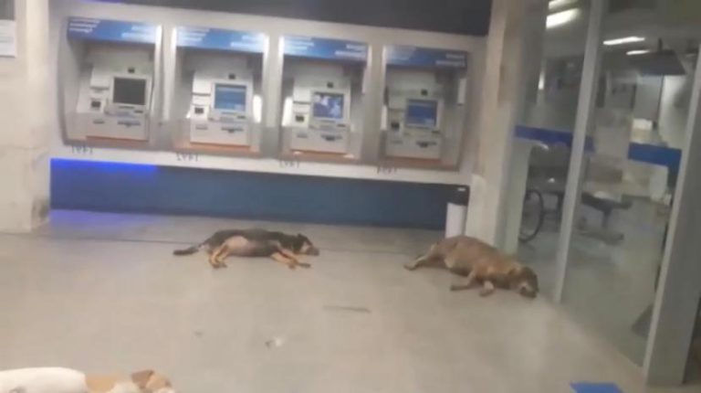 Vídeo | Cães invadem agência bancária com ar-condicionado para fugir do calor em cidade da região