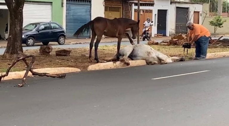 Vídeo | Égua morre atropelada em acidente e filhote tenta reanimá-la em Ribeirão Preto