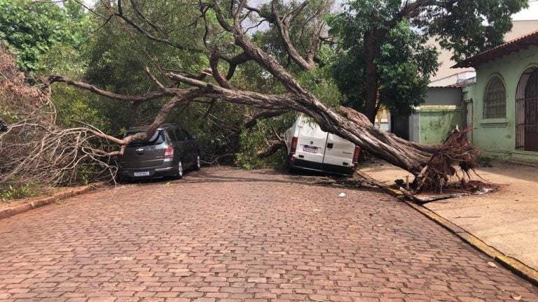 Vídeo | Árvore cai sobre veículos estacionados em praça no Campos Elíseos