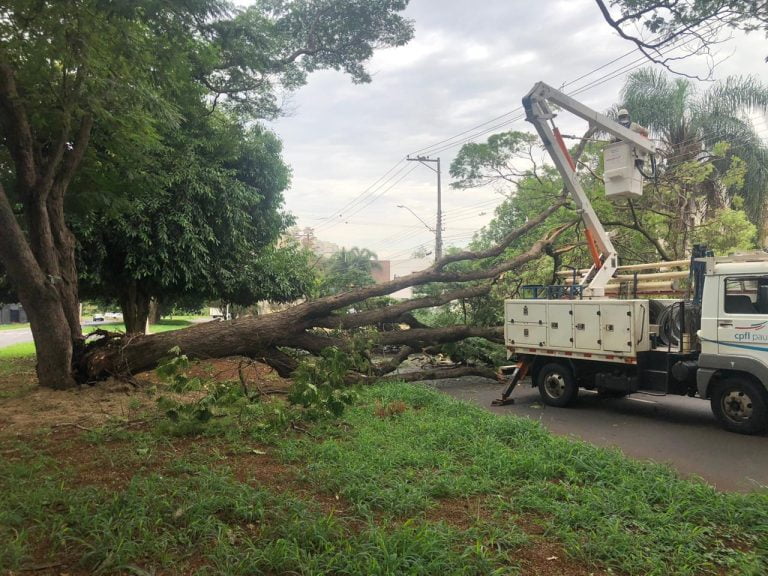 Queda de árvores bloqueia trânsito na zona Sul de Ribeirão Preto