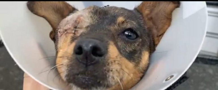 Vídeo: Cega por disparo, a cadela Mirla agora luta contra a doença do carrapato