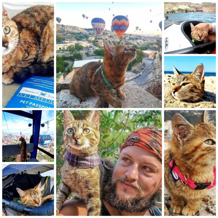 A gata que pegou carona em uma viagem ao redor do mundo