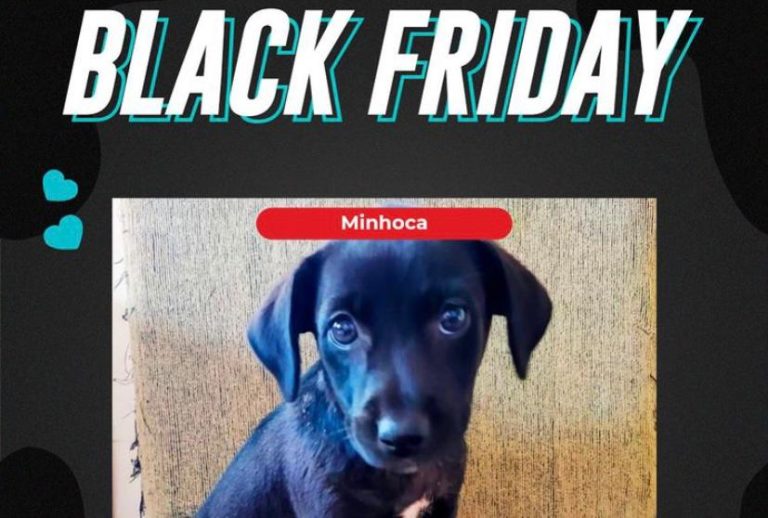 Na Black Friday, ONG promove adoção de animais em Ribeirão Preto