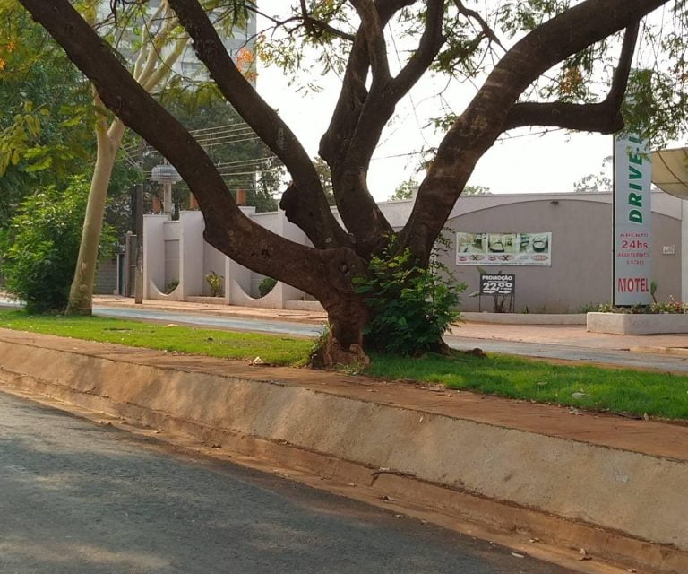 Galhos e árvores que impediam fluxo em ciclovia na avenida do Café são retirados
