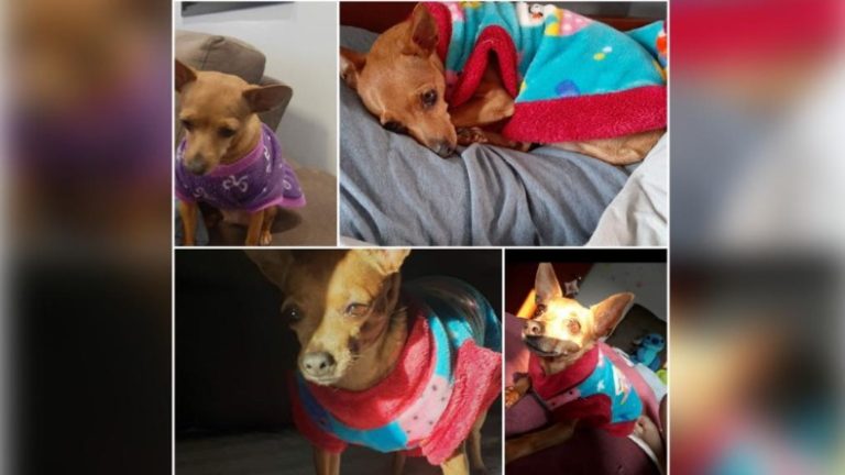 Família oferece R$ 1 mil de recompensa para quem encontrar cadela desaparecida na zona Oeste de Ribeirão Preto