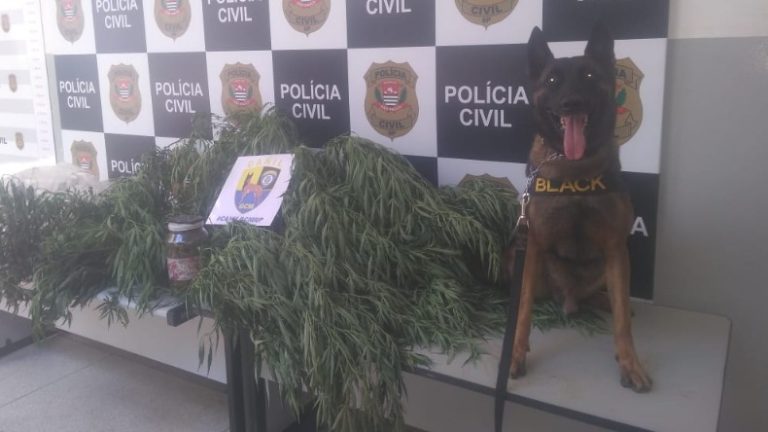 Homem é preso com pé de maconha de dois metros de altura no Heitor Rigon
