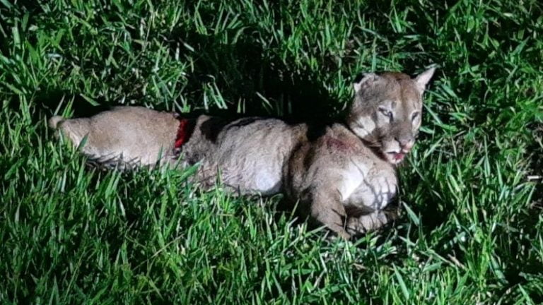 Onça ferida é resgatada na Cândido Portinari