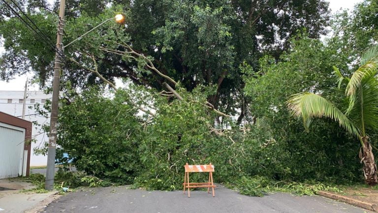 Árvore cai e impede cadeirante de receber consulta médica em Ribeirão Preto