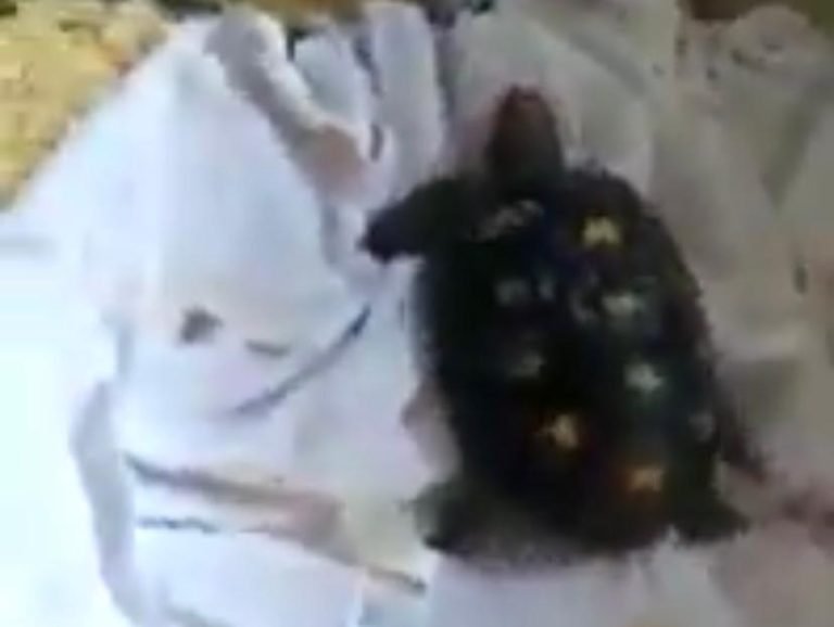 Vídeo | Filhote de jabuti é encontrado imobilizado em embalagem dos Correios