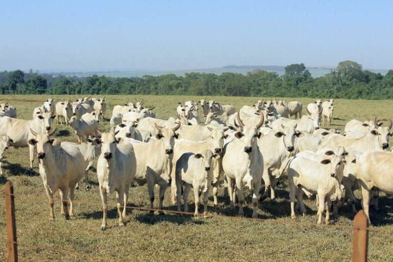 Três homens são presos ao furtarem gado usado em pesquisa no Instituto de Zootecnia de Ribeirão