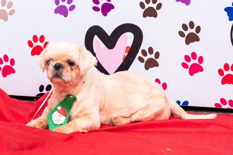 65 cães e gatos aguardam adoção para ter um novo lar