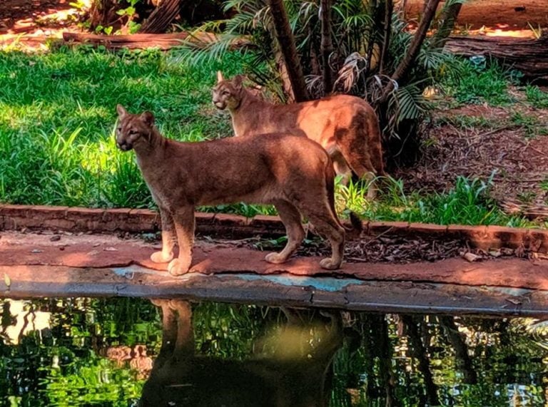 Bosque de Ribeirão Preto reabre ao público na próxima semana