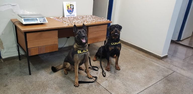 GCM apreende 155 trouxas de maconha e 16 pinos de cocaína no bairro Campos Elíseos