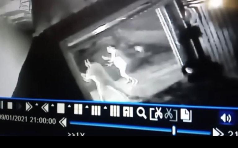 Vídeo | Mulher morre ao ser atropelada durante discussão em Jardinópolis