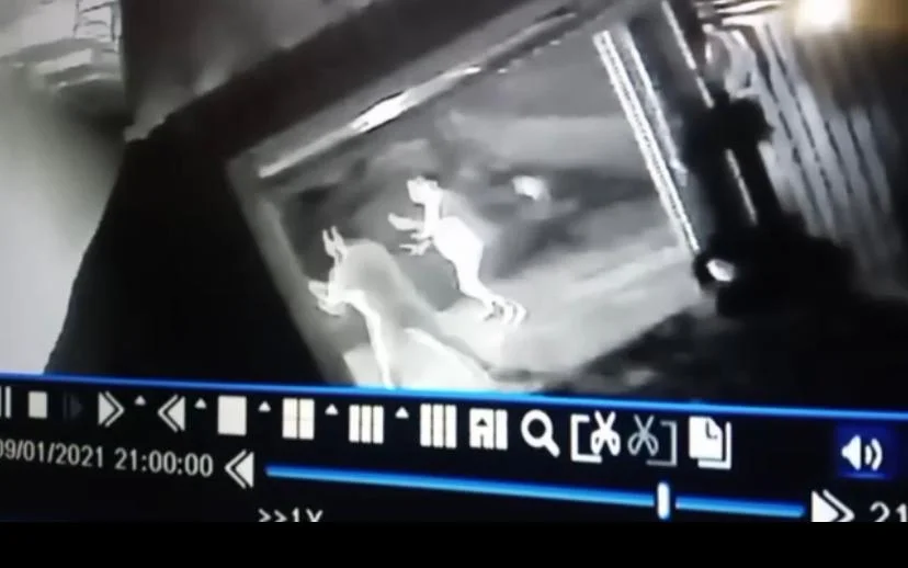 Vídeo | Mulher morre ao ser atropelada durante discussão em Jardinópolis