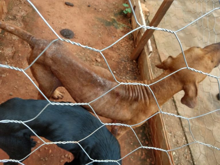 Polícia Civil prende suspeito de maus-tratos contra cães em Bebedouro