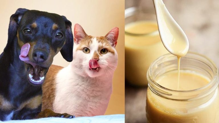 Cães e gatos podem comer leite condensado?