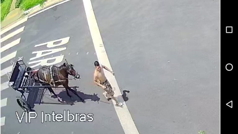 Vídeo | Homem é flagrado agredindo cavalo na zona Norte de Ribeirão Preto
