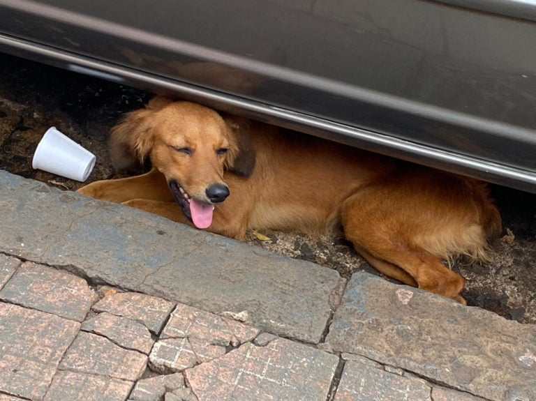 Cachorro é atropelado por motociclista no Ipiranga