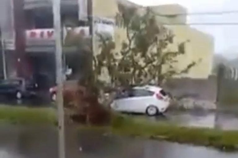 Vídeo | Árvore cai em cima de carro em movimento durante forte chuva na região