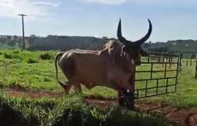 Vídeo | Touro ataca grupo de ciclistas na zona rural de Sales de Oliveira