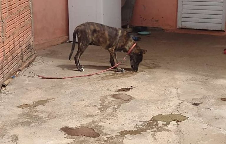 Mulher é autuada por maus tratos contra cachorro na região