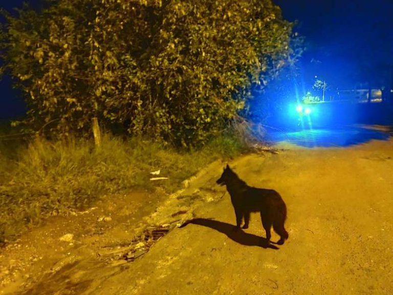Cadela assusta bandido e impede furto na região