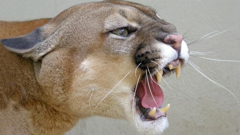 Sussuarana é flagrada na zona urbana de Bonfim Paulista