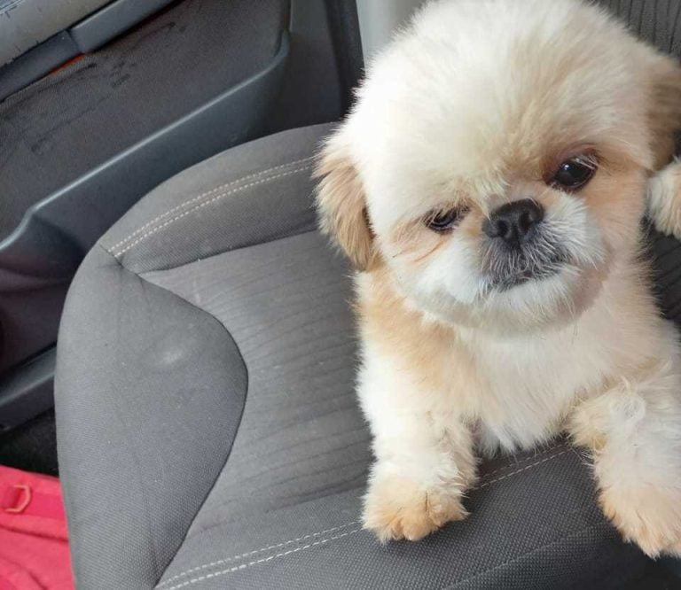 Vídeo | Cadelinha de três anos é furtada por motorista no Sumarezinho