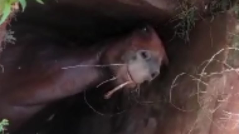 Cavalo morre depois de cair dentro de bueiro em Guariba